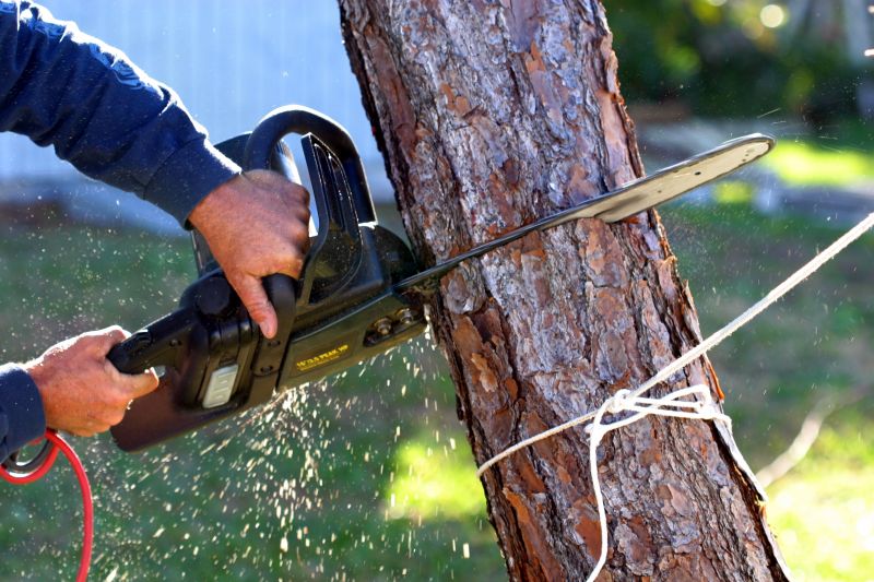 Local Tree Removal Services